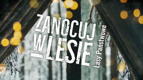 Zanocuj w Lesie